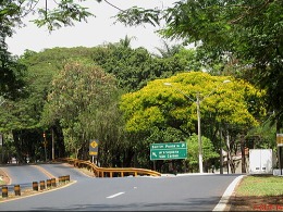 Sibipiruna_florida_(Caesalpinia_peltophoroides)_na_entrada_do_distrito_de_Bonfim_Paulista_vindo_de_Ribeirão_Preto_no_Km-307_da_rodovia_SP-328._Este_trecho_é_um_acesso_rápido_de_Ribeirão_Preto_para_quem_-_panoramio.jpg
